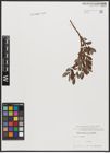 Foto von Salix aurita L. x Salix repens L.